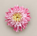Aster