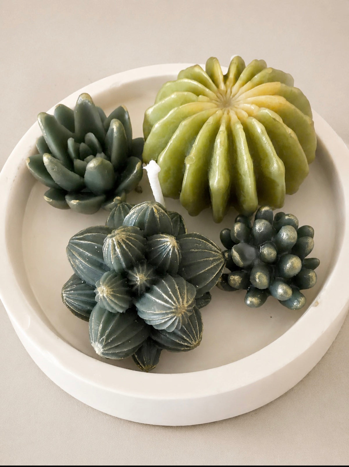 Cactus Zen Garden